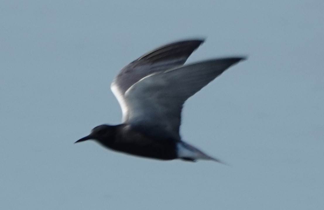 Black Tern - ML574895371