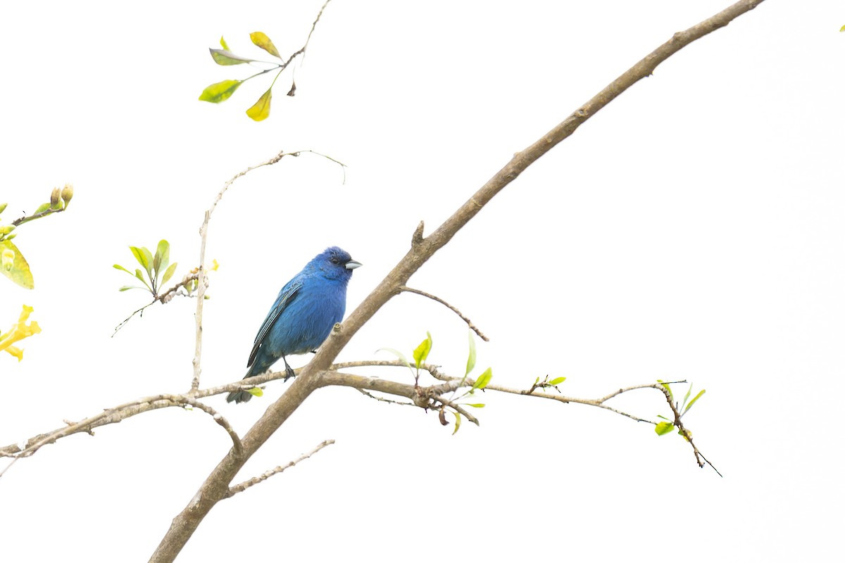 Passerin indigo - ML574896171