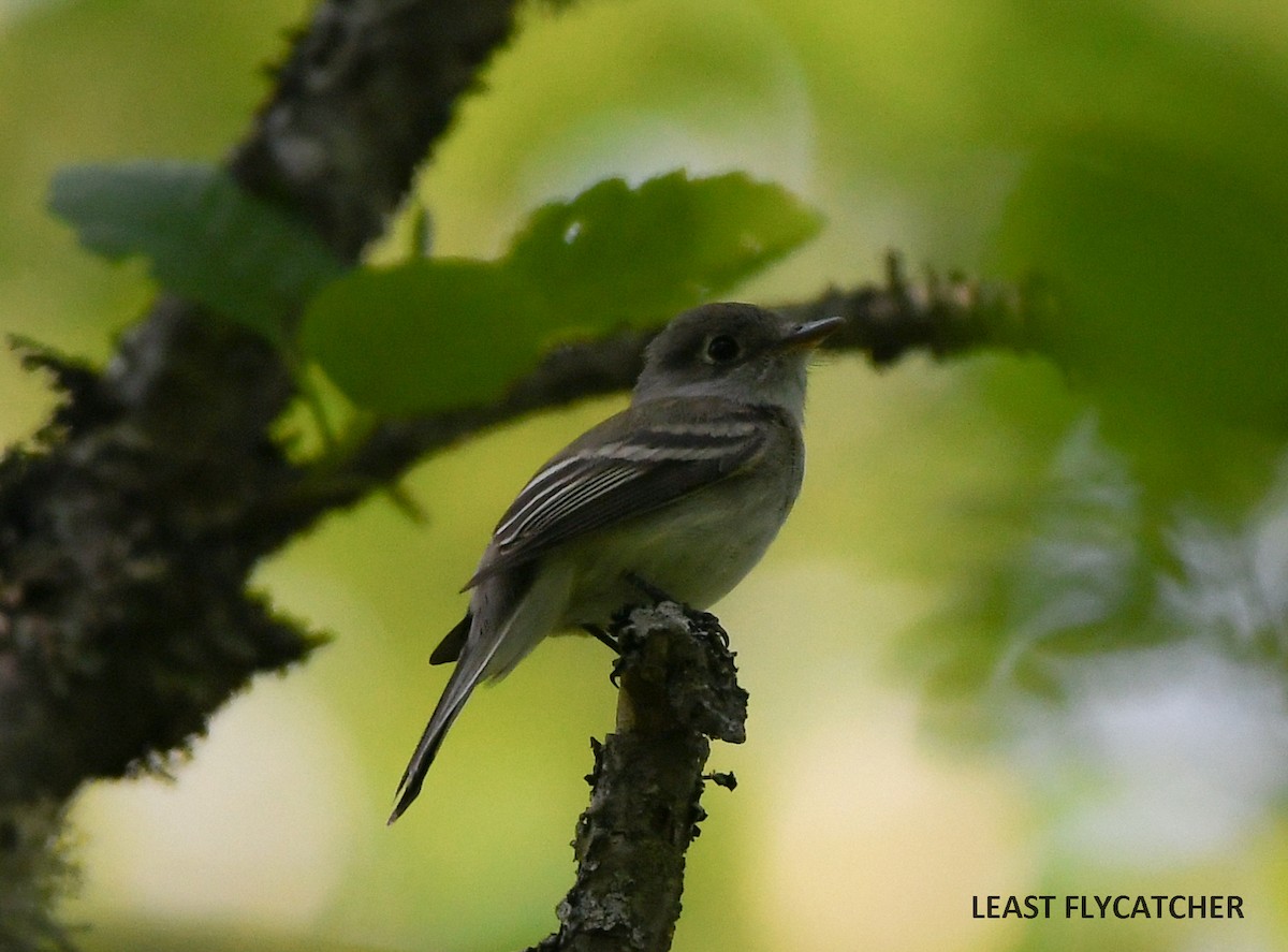 Least Flycatcher - Wayne Diakow