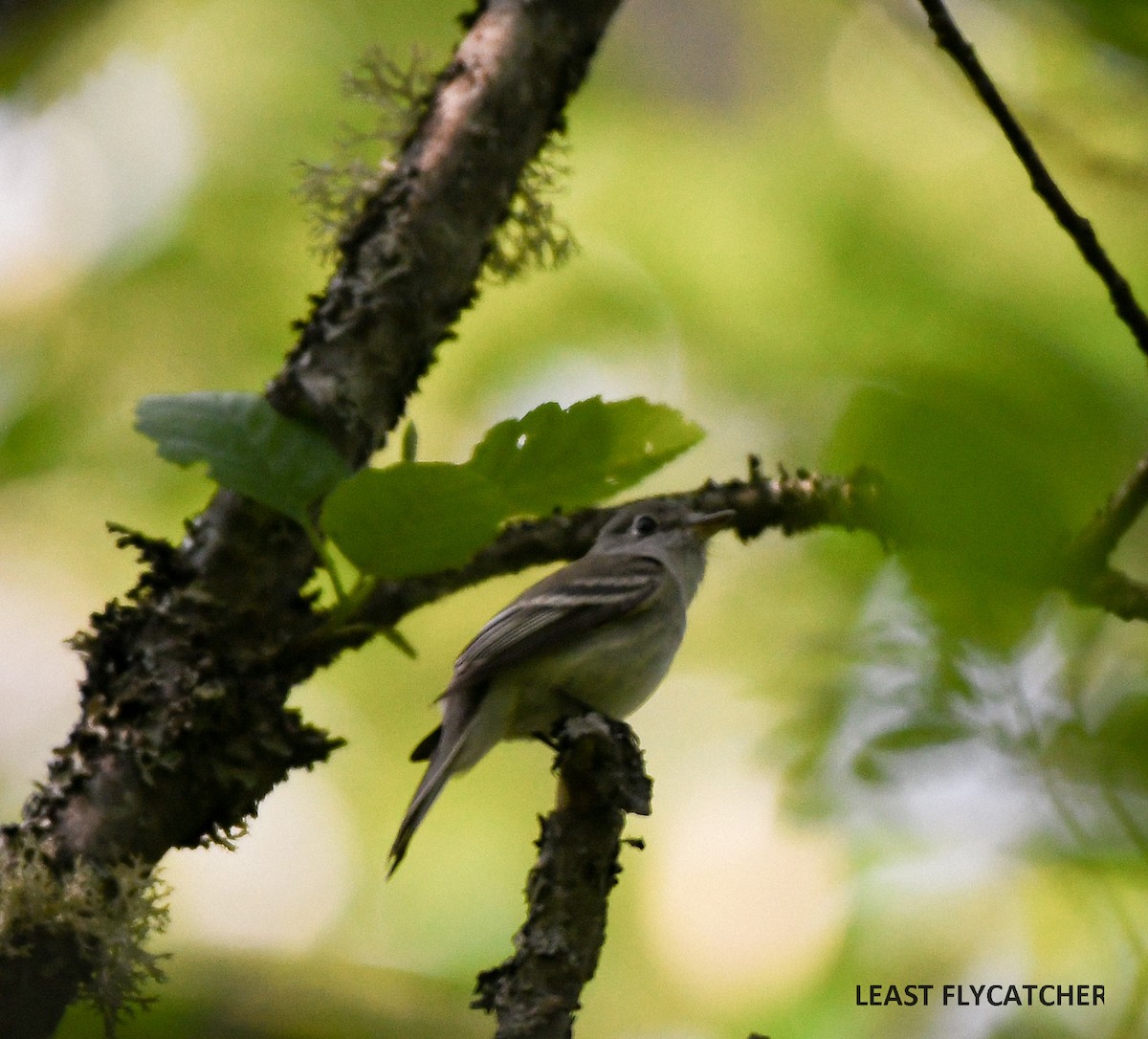 Least Flycatcher - Wayne Diakow