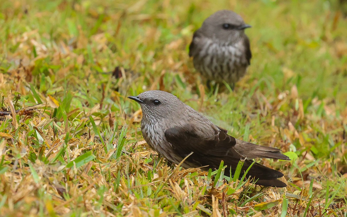 Mascarene Martin - Dominic Rollinson - Birding Ecotours