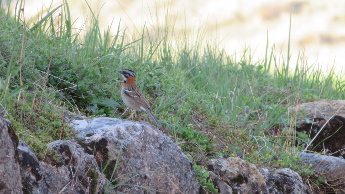Rufous-collared Sparrow - ML574898441