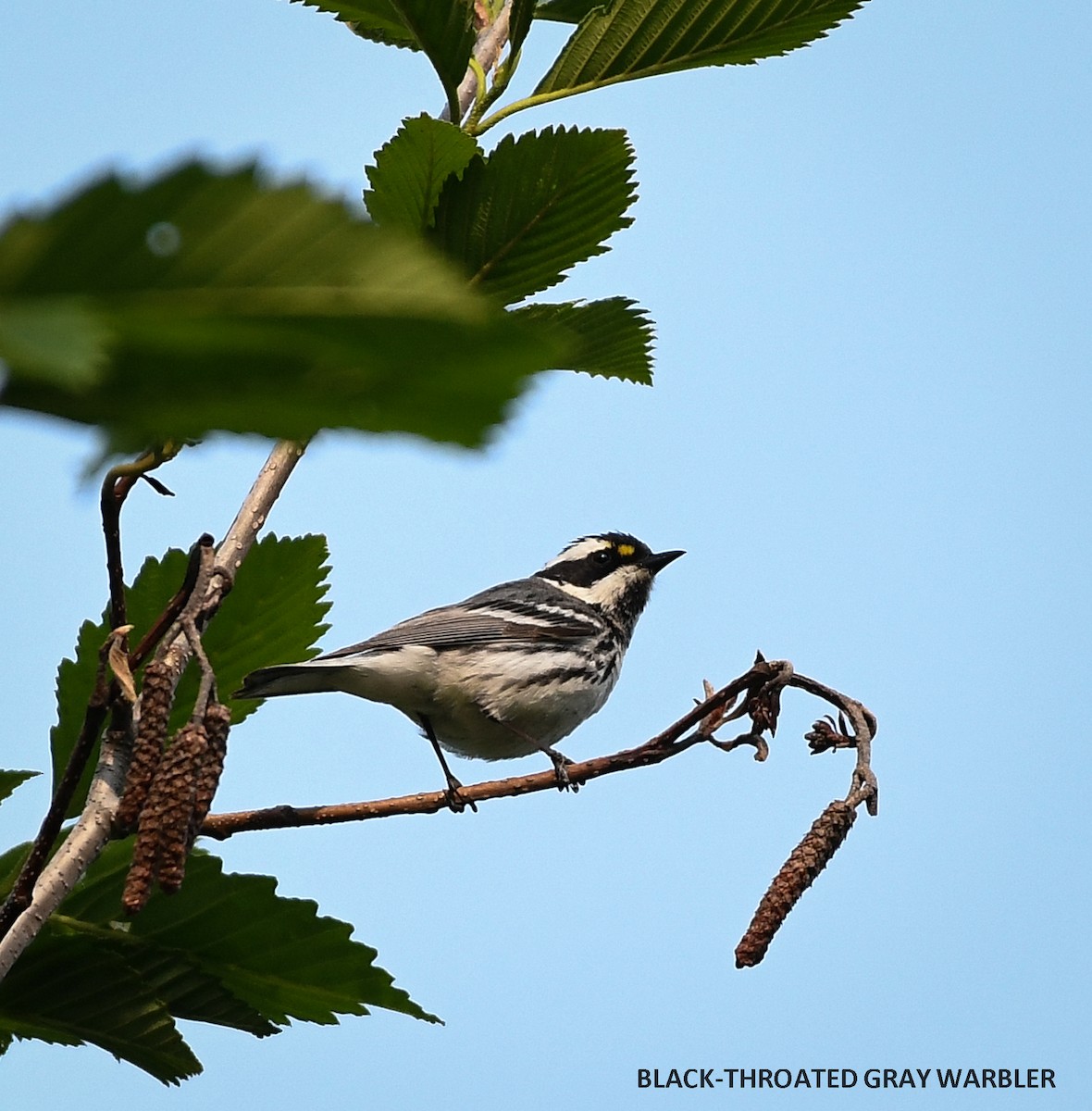 Black-throated Gray Warbler - Wayne Diakow