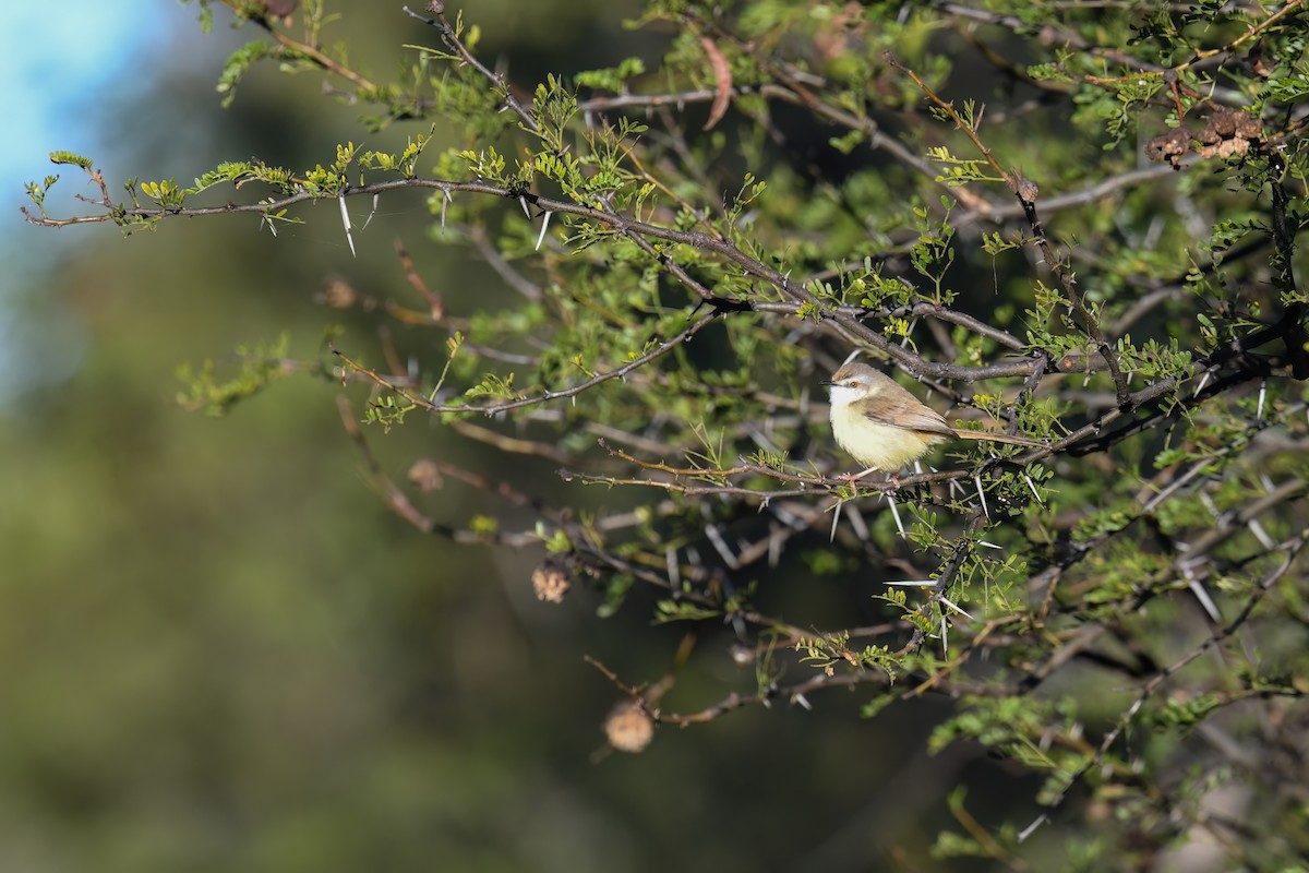 Prinia Pechinegra - ML574899921