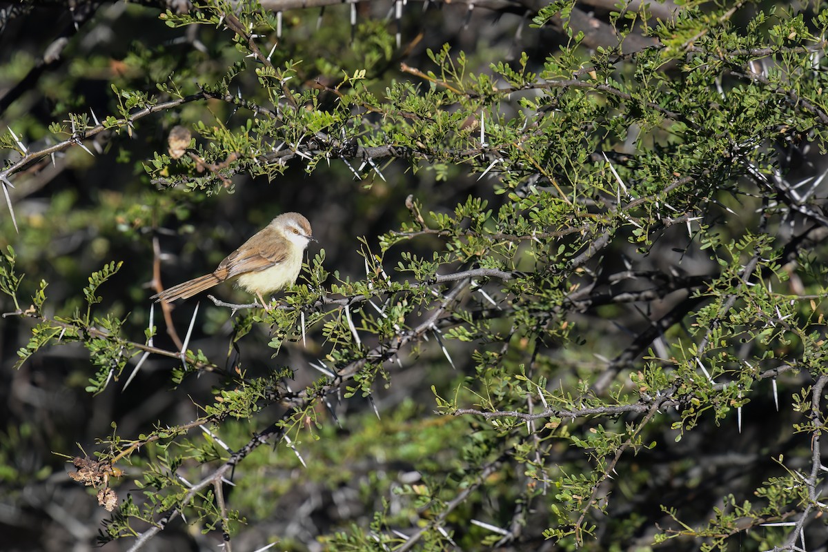 Prinia Pechinegra - ML574899931