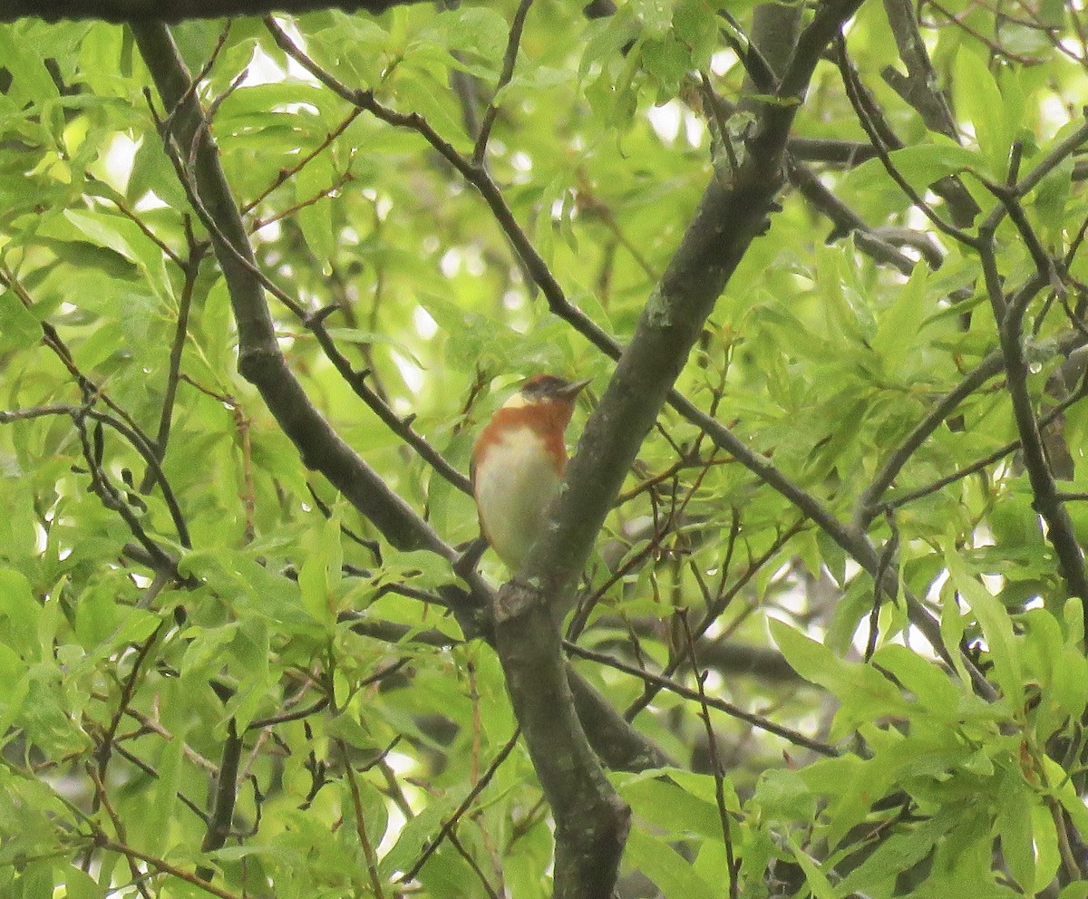 Bay-breasted Warbler - ML574900341