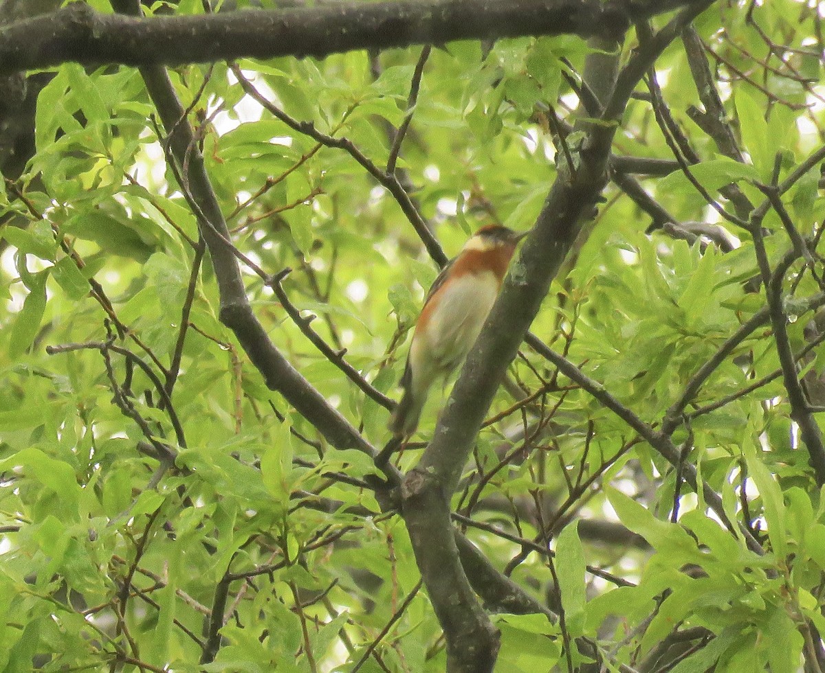 Bay-breasted Warbler - ML574900391