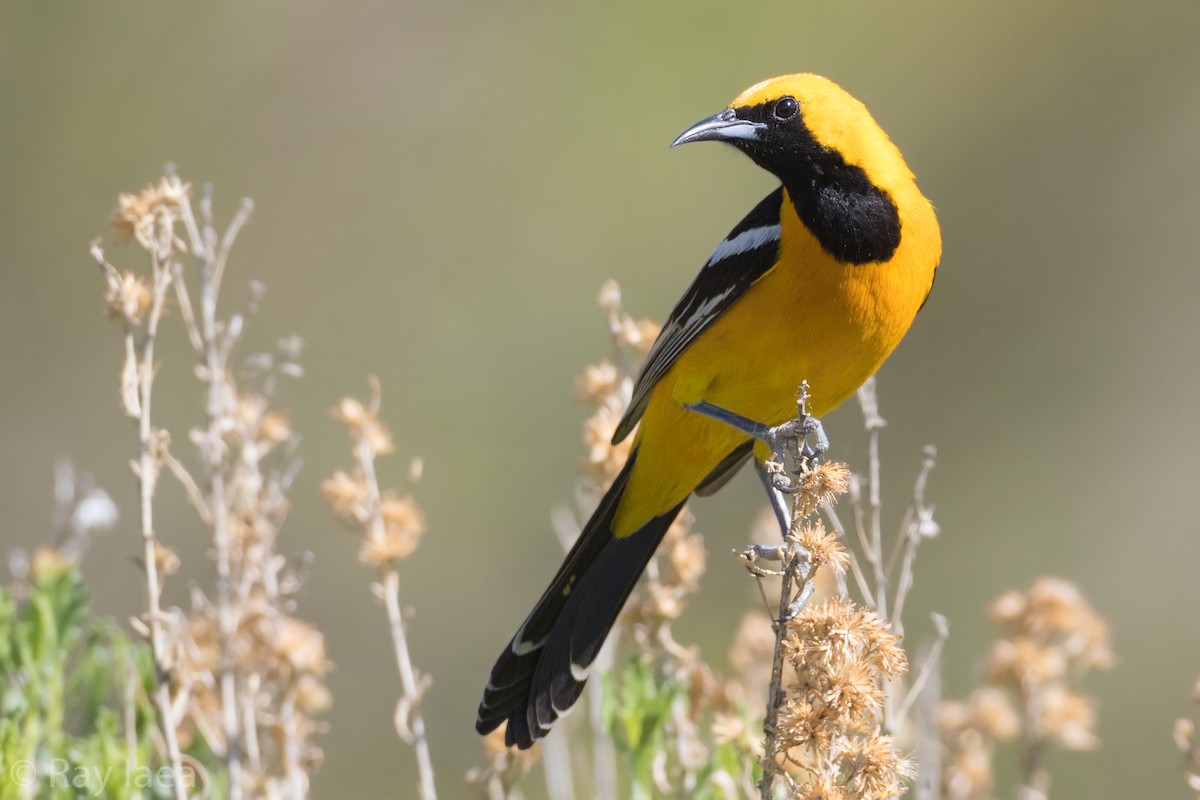 Hooded Oriole - ML57490201