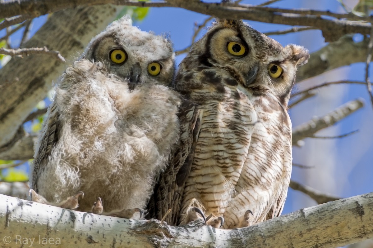 Great Horned Owl - Ray Iaea