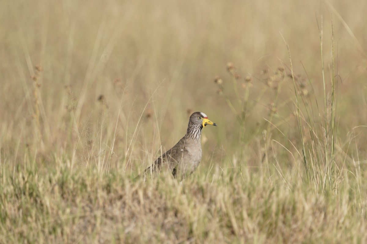 Wattled Lapwing - ML574902981