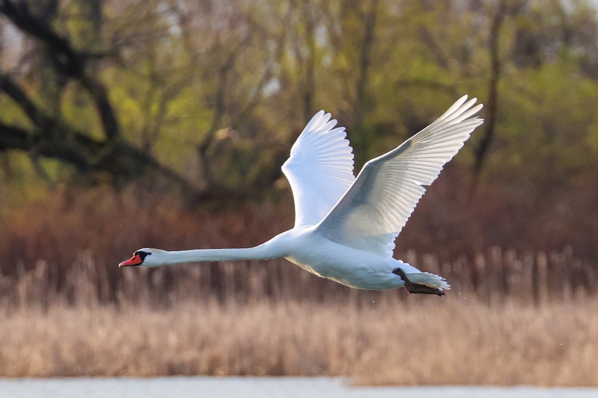 Mute Swan - ML574903381