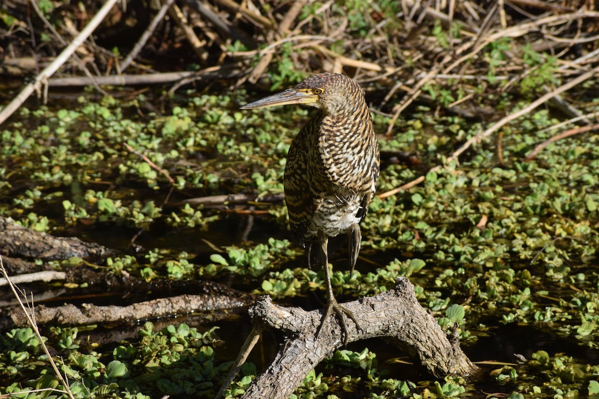 Rufescent Tiger-Heron - Pablo Blanc