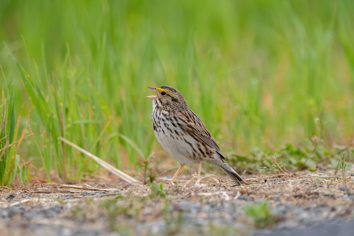Savannah Sparrow - ML574904251