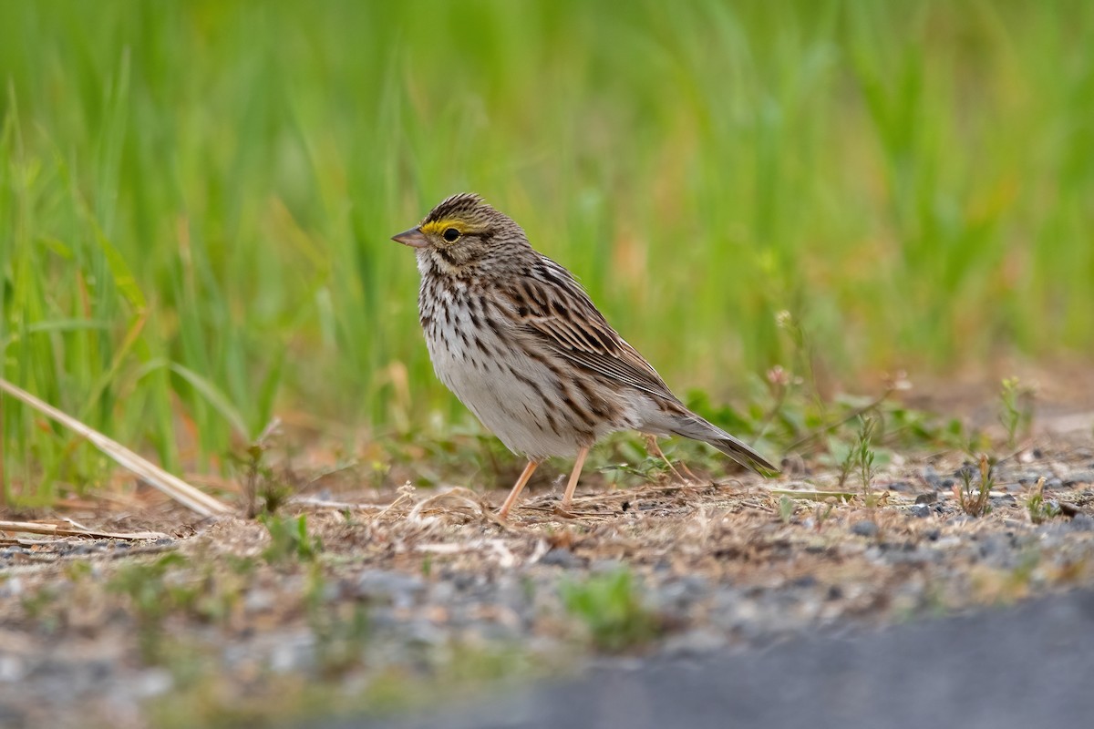 Savannah Sparrow - ML574904291