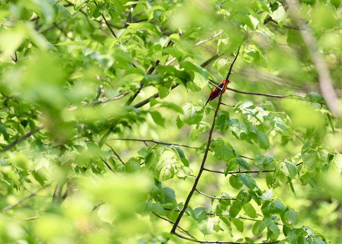 Scarlet Tanager - ML574904351