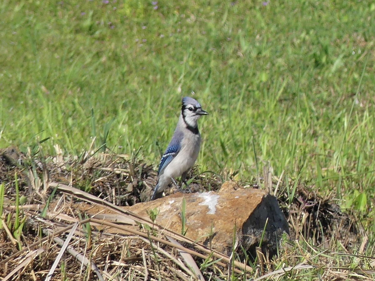 Blue Jay - Bob Clark