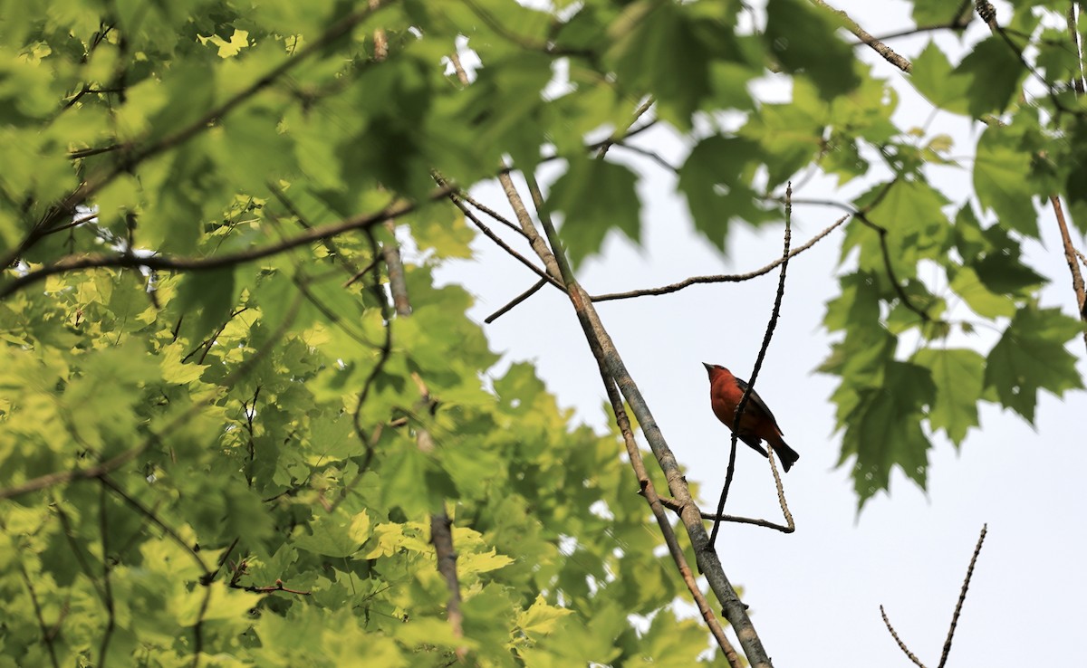 Scarlet Tanager - ML574904941