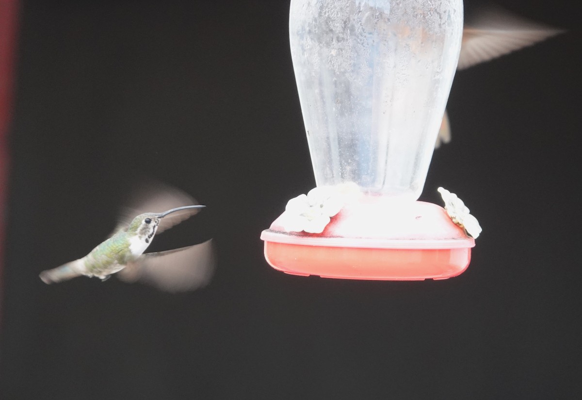 Mexican Sheartail - Mark Hawkes