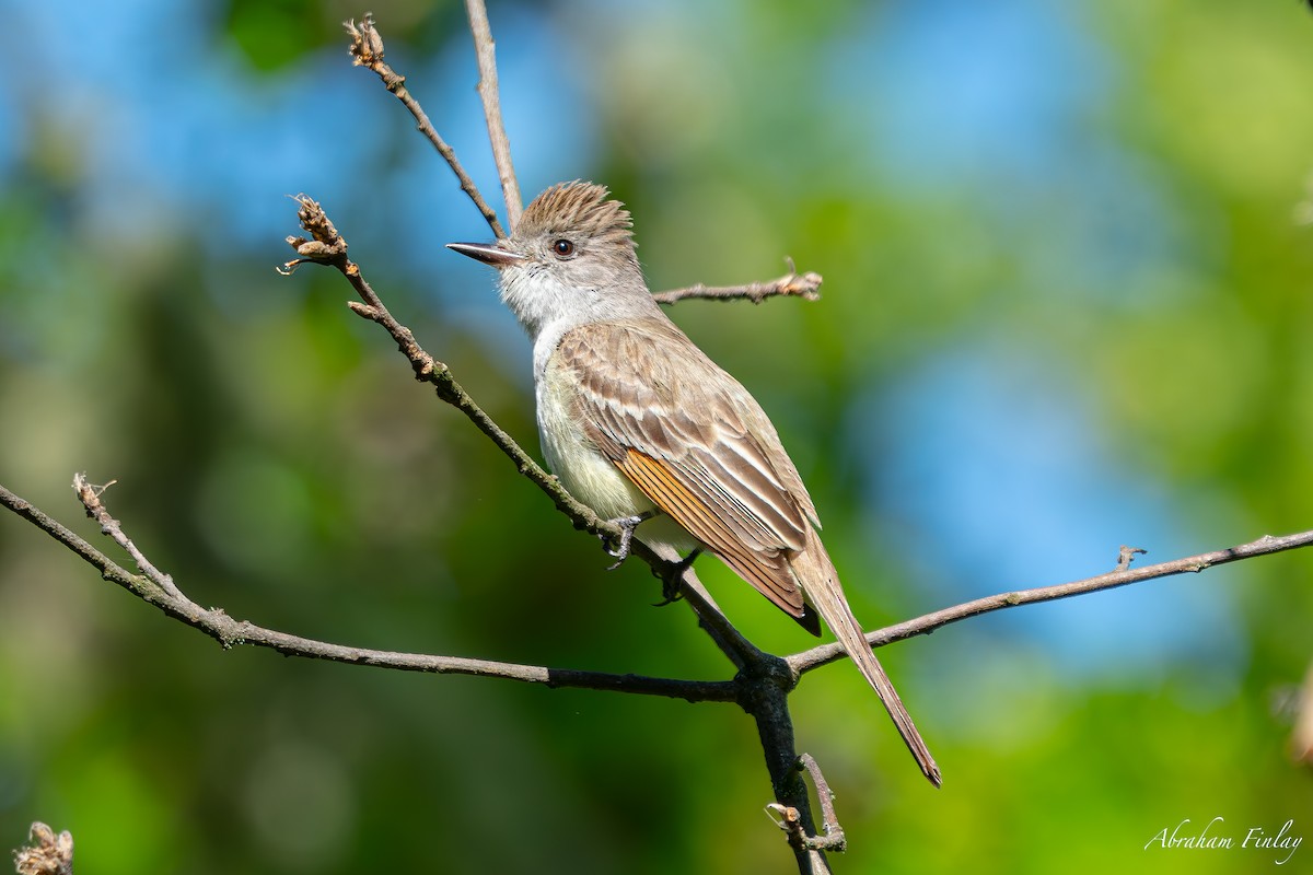 Ash-throated Flycatcher - Abraham Finlay