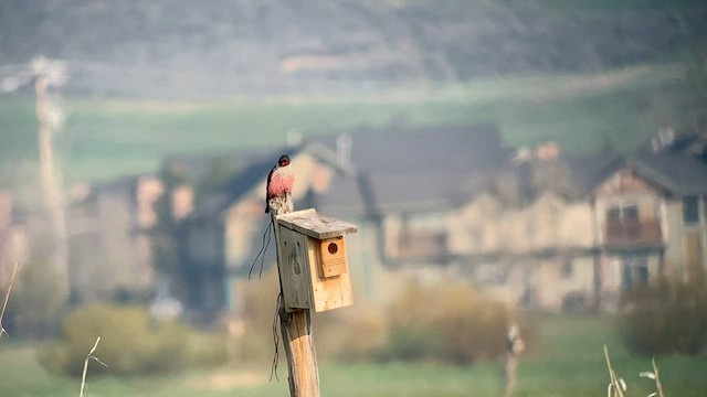 Lewis's Woodpecker - ML574906211