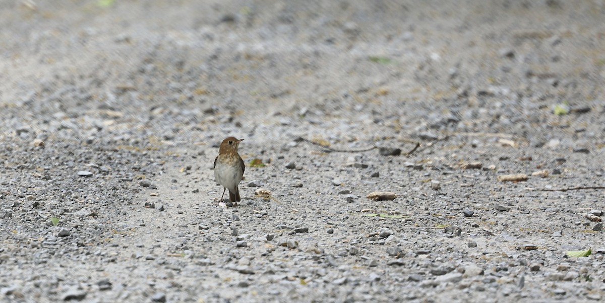 Swainson's Thrush - ML574906611