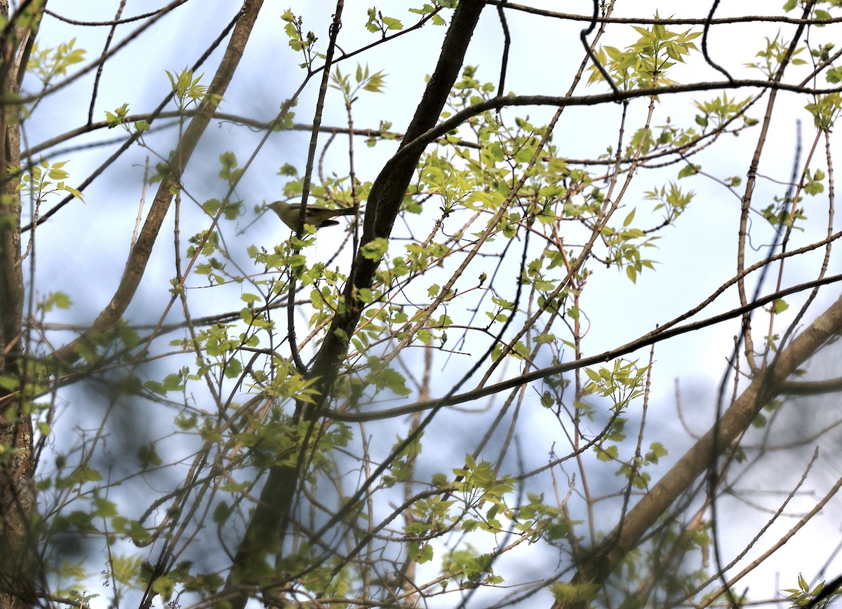 Scarlet Tanager - Kevin Murphy