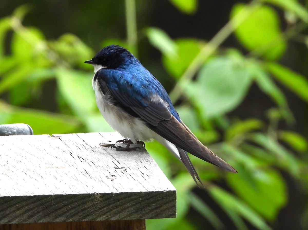 Golondrina Bicolor - ML574908451