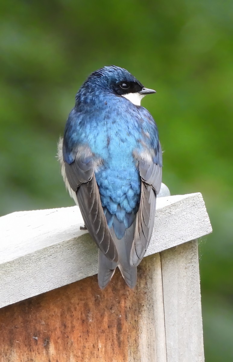 Golondrina Bicolor - ML574908461