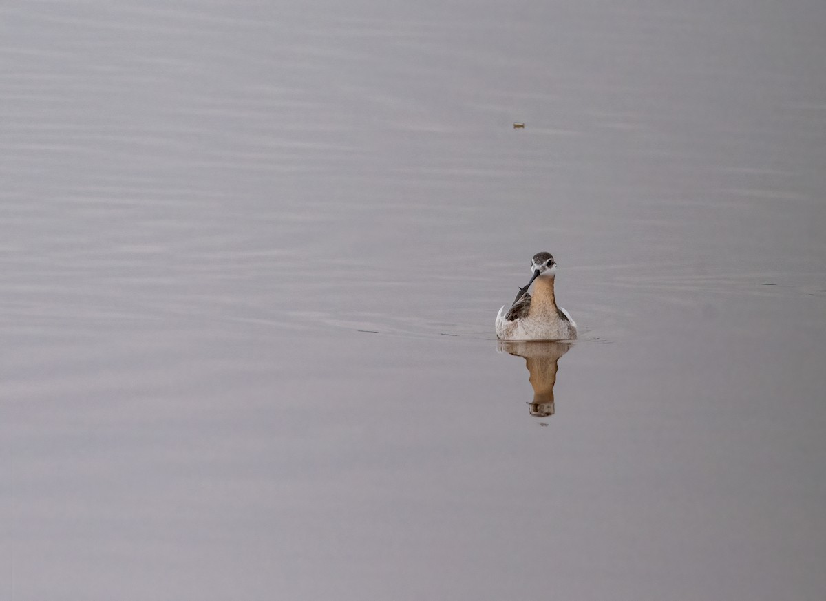 Wilson's Phalarope - ML574908511