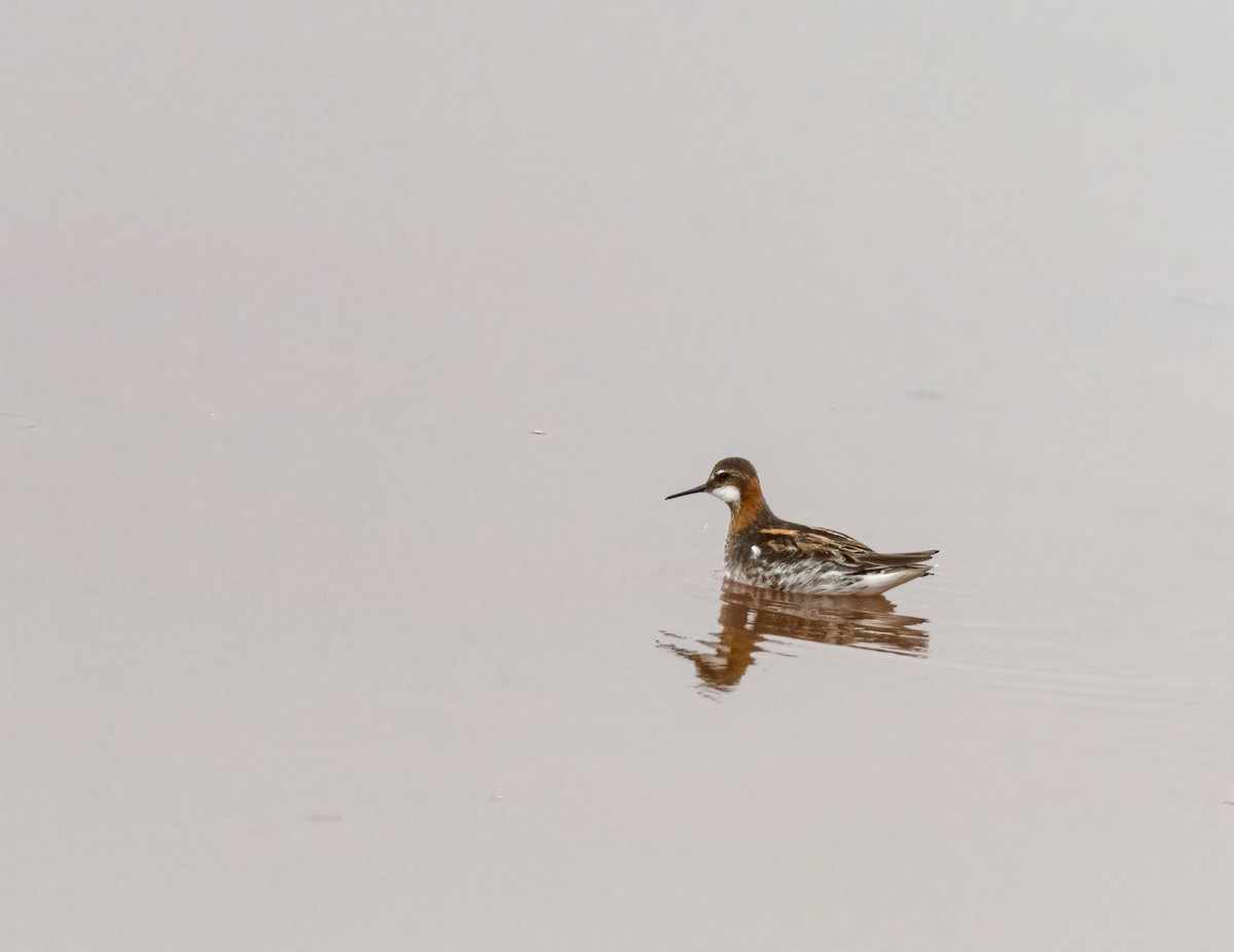 Red-necked Phalarope - ML574908611
