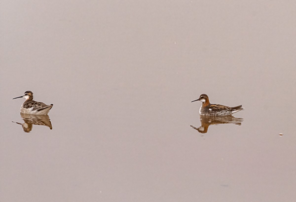 Red-necked Phalarope - ML574908621