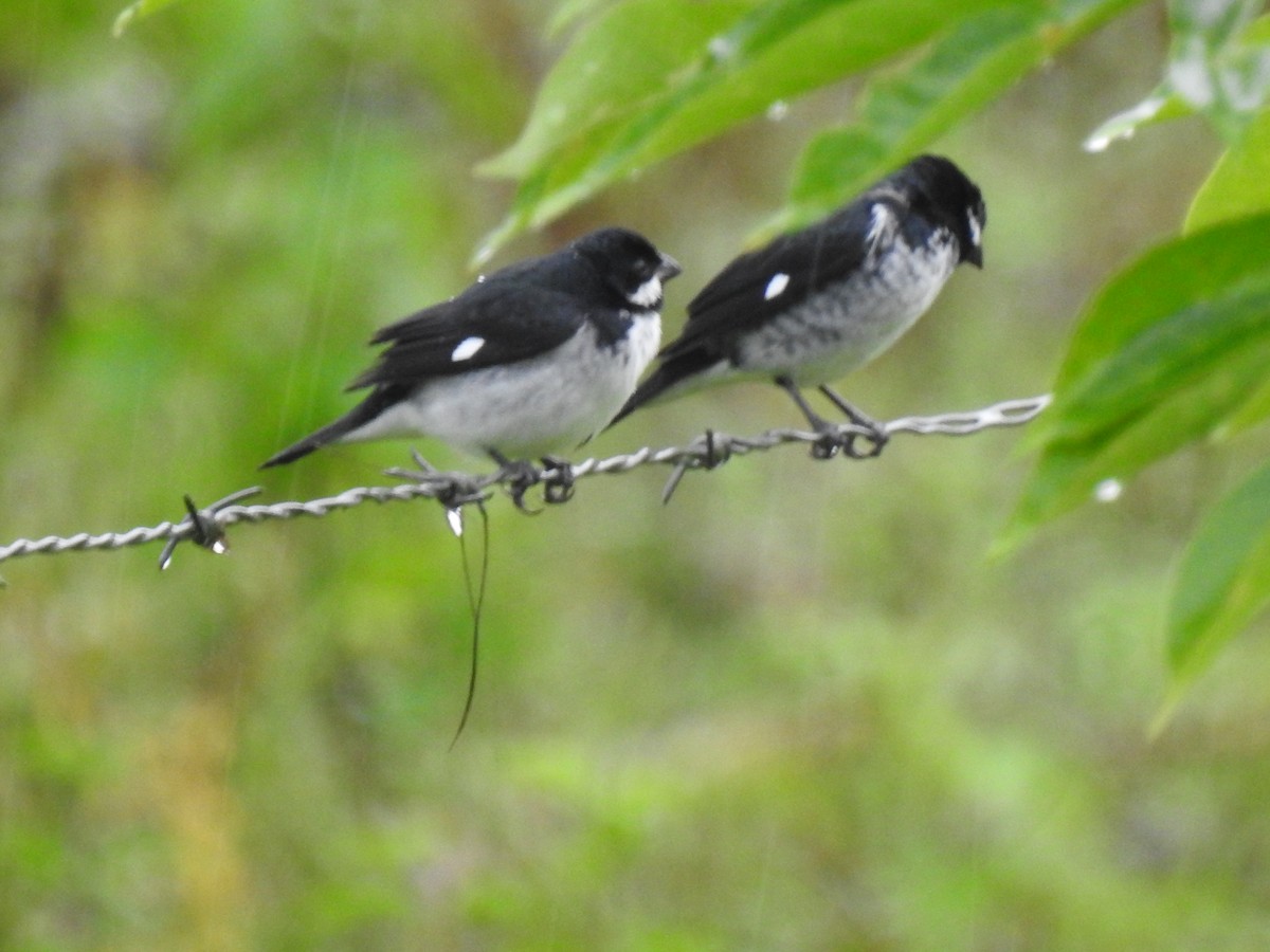 Lesson's Seedeater - ML574909601