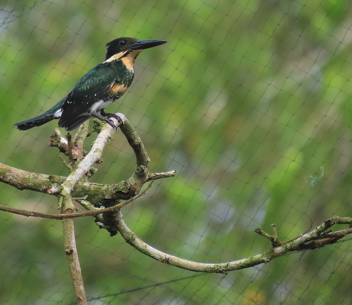 Green Kingfisher - ML574910011