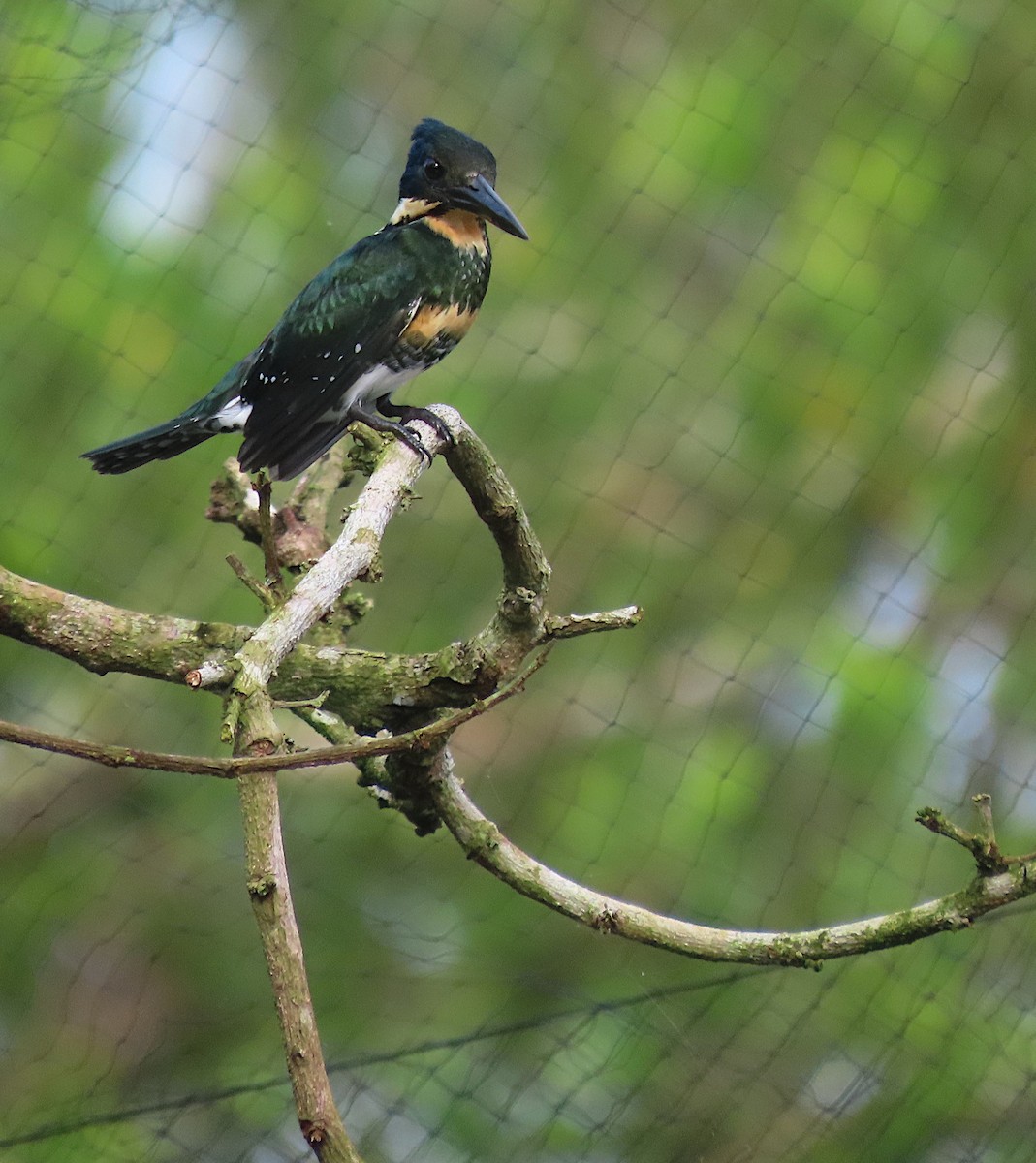 Green Kingfisher - sylvain Uriot