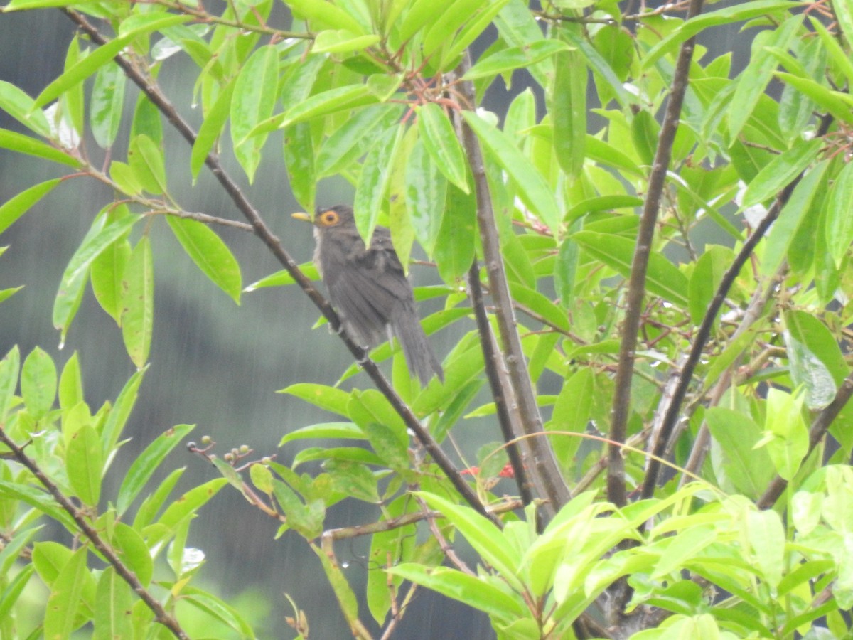 Spectacled Thrush - ML574910381