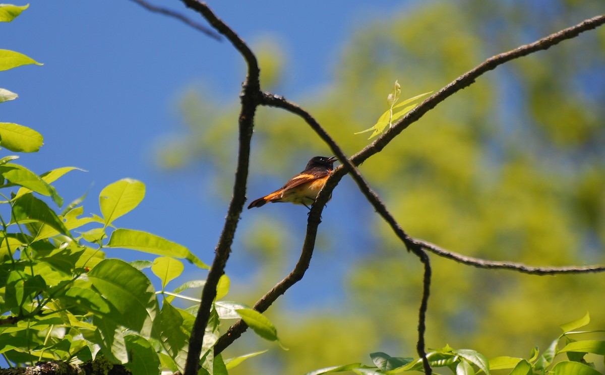 Paruline flamboyante - ML574912261