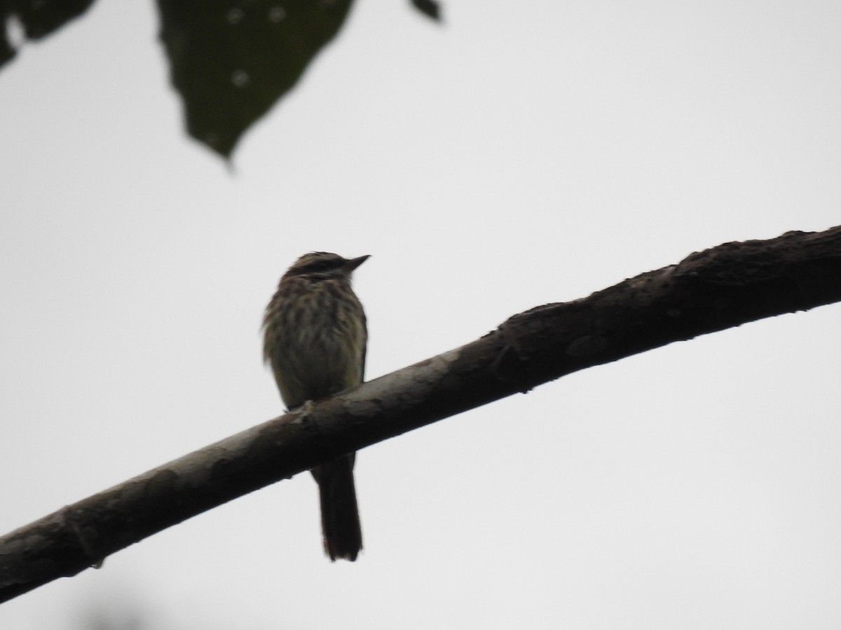 Variegated Flycatcher - ML574913061