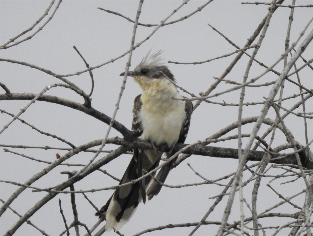Great Spotted Cuckoo - ML574913561