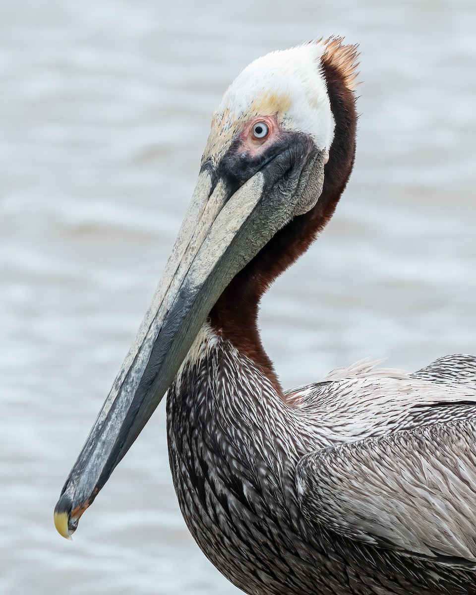 pelikán hnědý - ML574913881