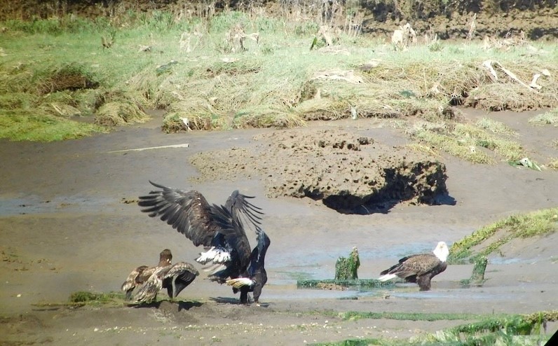 Bald Eagle - ML574914161