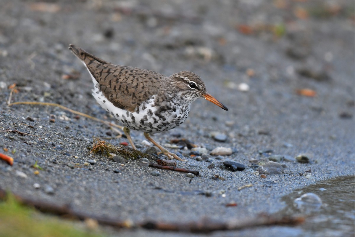 Spotted Sandpiper - ML574914201