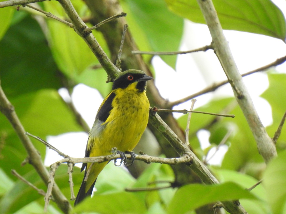 Yellow-bellied Dacnis - ML574914691