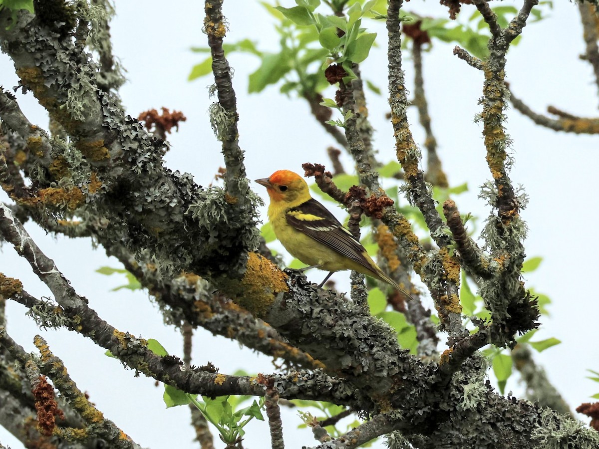 Western Tanager - ML574915151