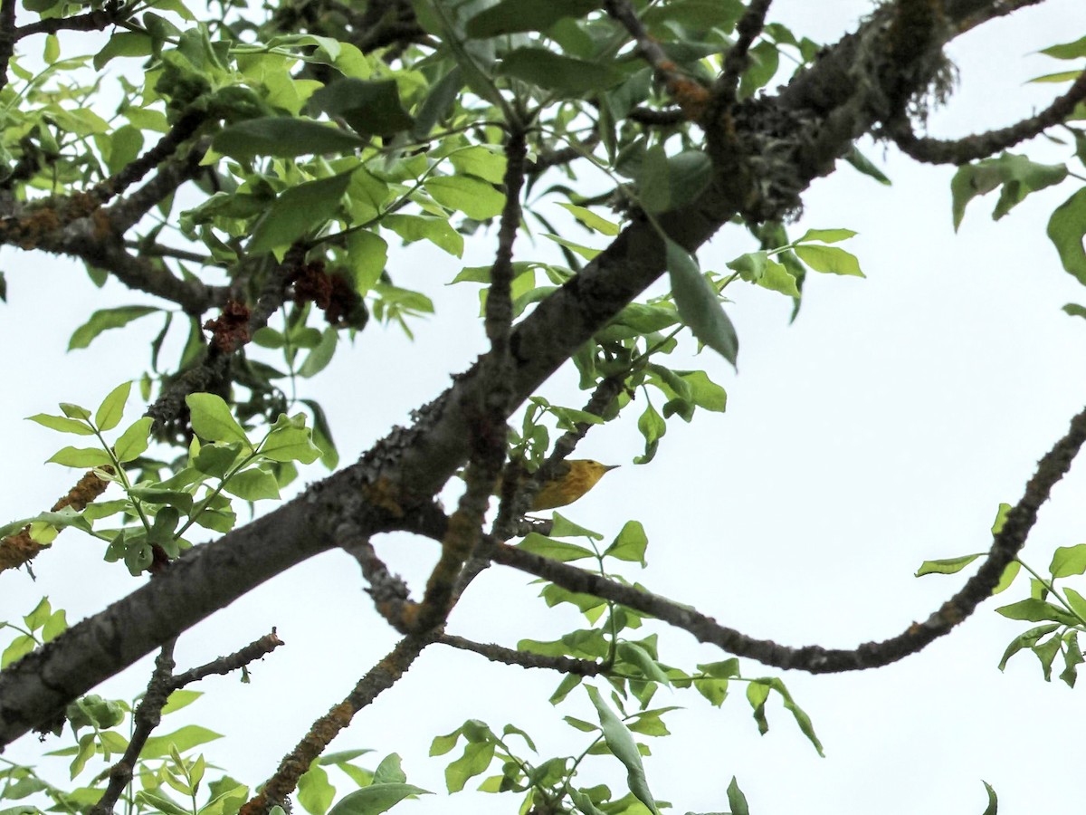 Yellow Warbler - ML574916221