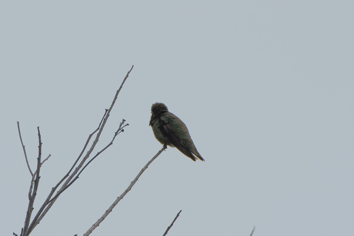 Anna's Hummingbird - ML574918911