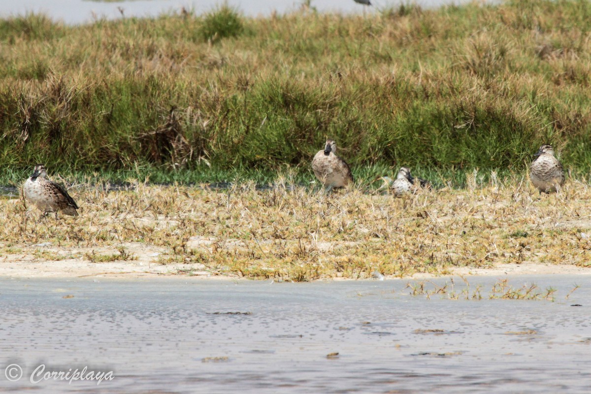 Garganey - ML574919151