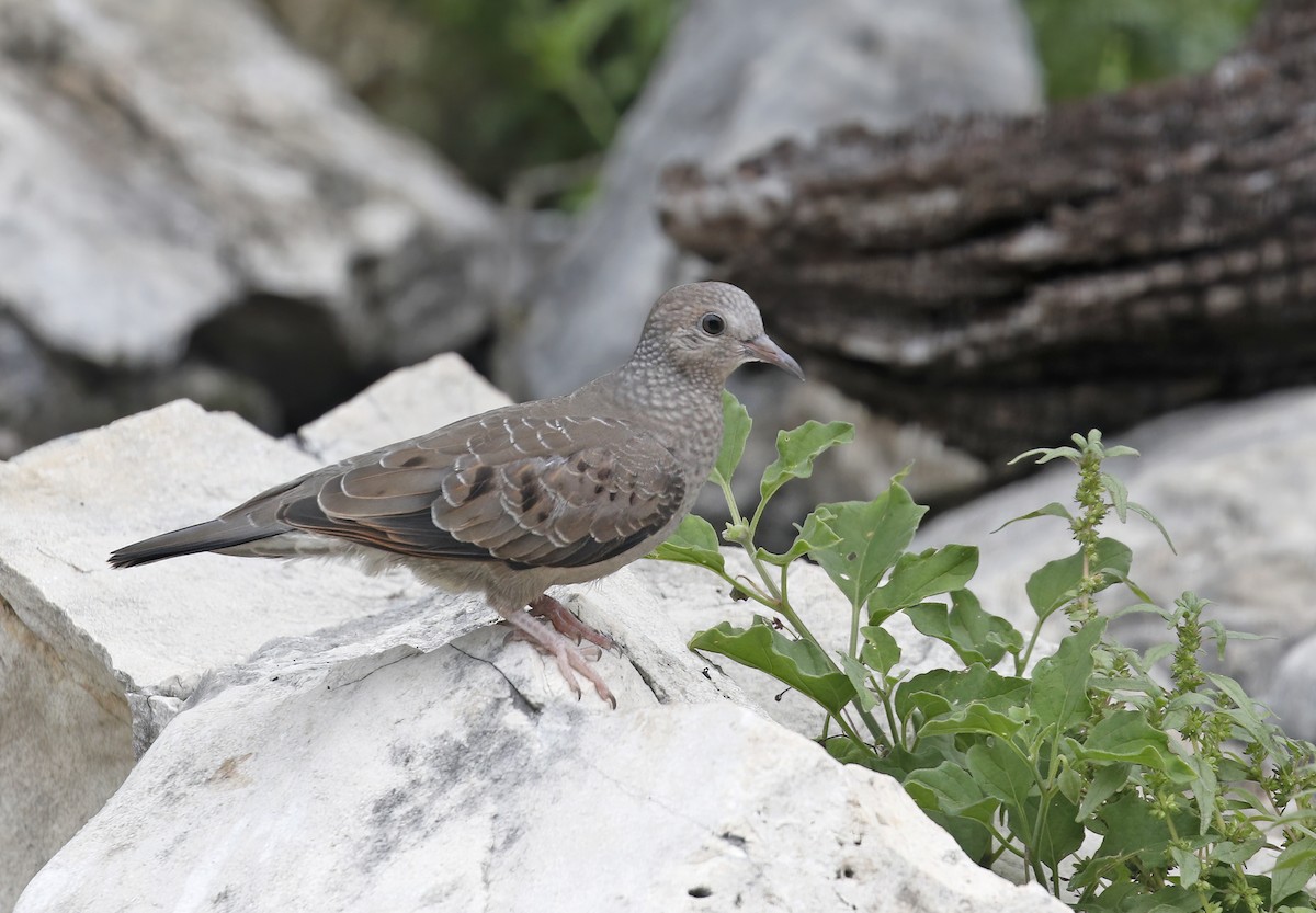 Common Ground Dove - ML574919901