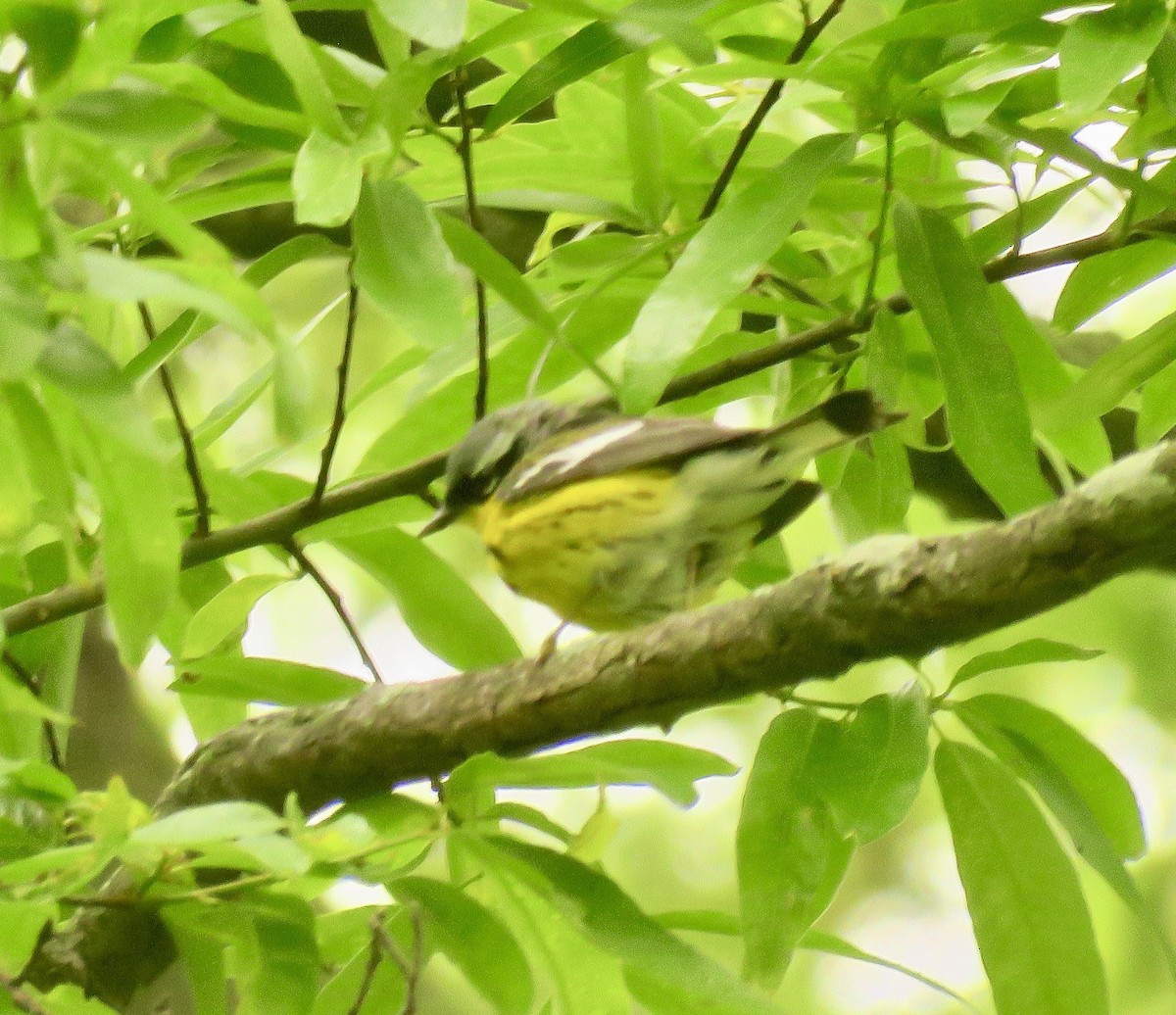 Magnolia Warbler - Randy Bumbury