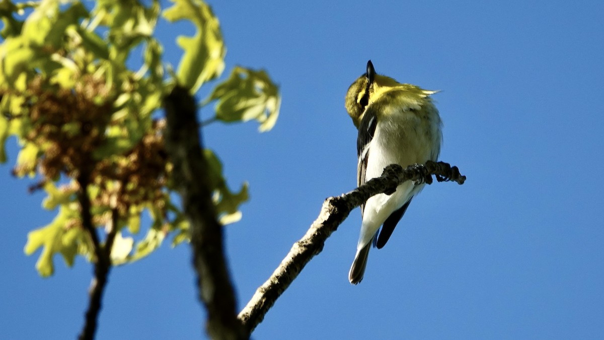 Viréo à gorge jaune - ML574920231