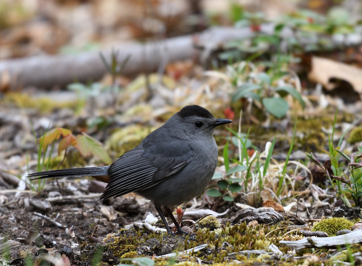 Gray Catbird - ML574920251